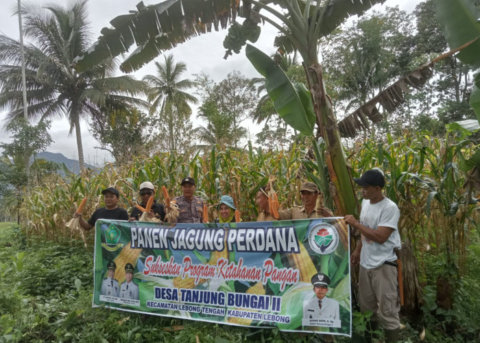 Program Sade Sahe Berhasil, Desa Tanjung Bungai II Panen Raya Jagung