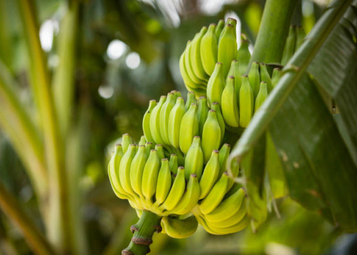 Strategi Jitu Budidaya Pisang: Panduan Lengkap Menuju Cuan Maksimal
