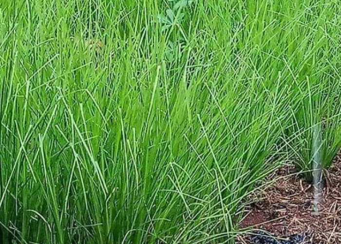 3 Tanaman Pencegah Longsor yang Bisa Ditanam