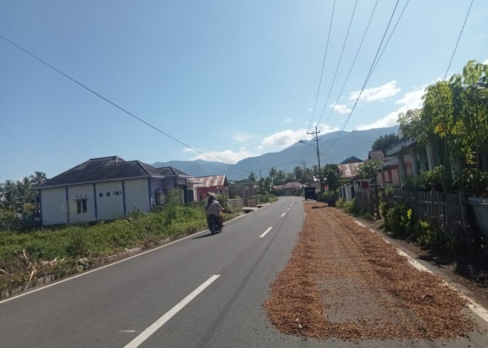 Sepekan Terakhir, Harga Jual Kopi di Lebong Tengah Naik Rp2.000 per Kilogram
