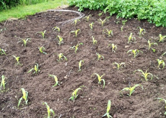Cara Semai Jagung Manis untuk Pertumbuhan Optimal