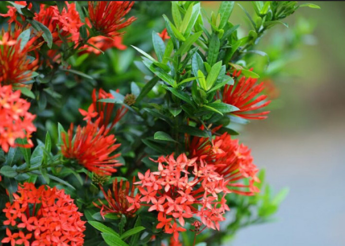  3 Tanaman yang Bisa Dijadikan Pagar Rumah