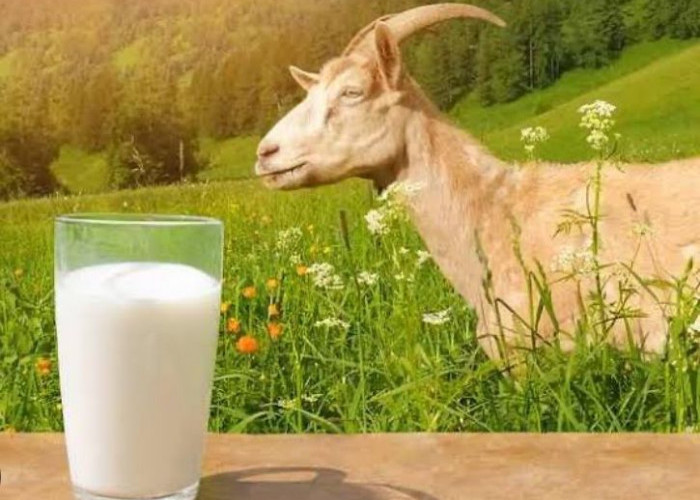 Manfaat Susu Kambing yang Bikin Kaget, Salah Satunya Untuk Kesehatan Tulang