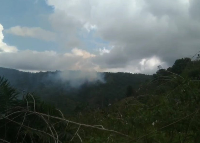 Si Jago Merah Mengamuk, Lalap Setengah Hektare Kawasan Hutan dan Semak Belukar 