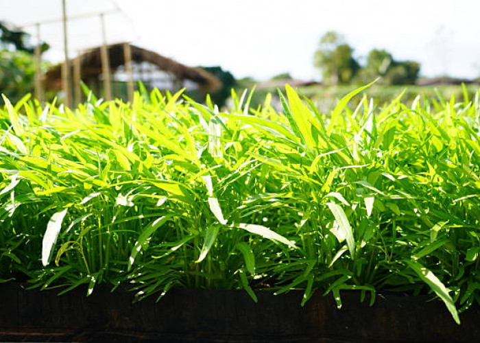 Cara Menanam Kangkung Hidroponik di Ember: Solusi Kebun Mini untuk Warga Kota