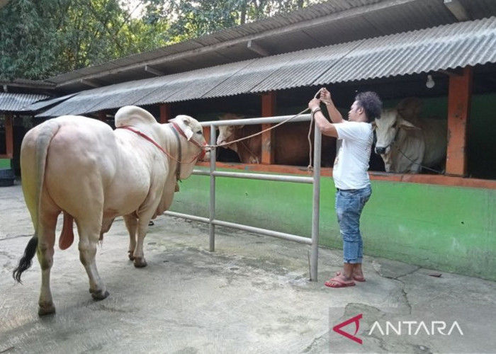 Dua Sapi Asal Bantul Lolos Seleksi Kurban Presiden Prabowo untuk Iduladha 1447 H