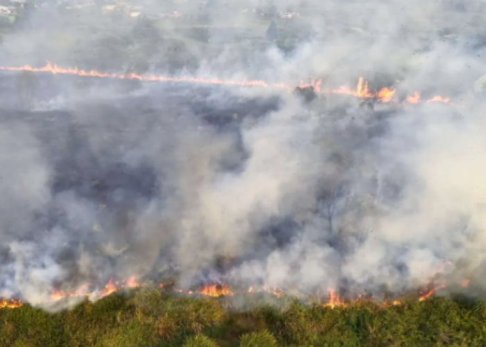 Jangan Dianggap Remeh! Ini Dampak Negatif bagi Kesehatan Akibat Asap yang Dihasilkan dari Kebakaran Hutan