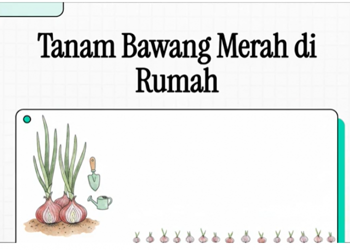Cara Menanam Bawang Merah di Rumah: Panduan Praktis dan Hasil Melimpah