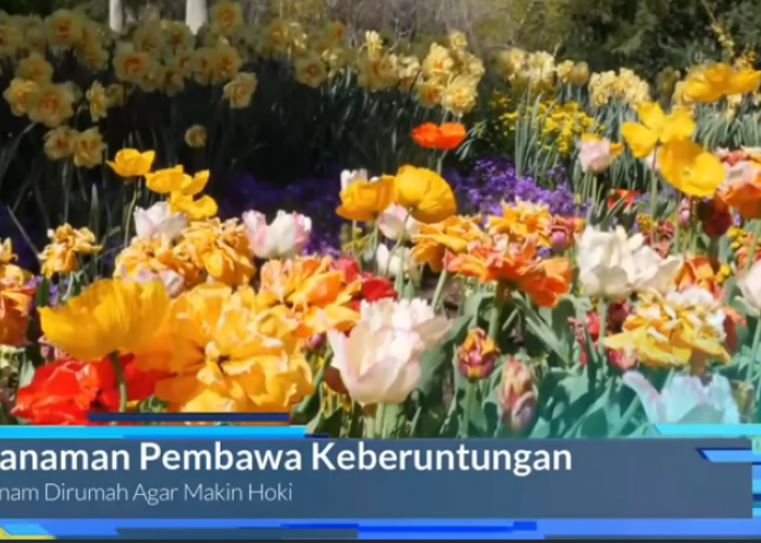 15 Tanaman Pembawa Rezeki dan Keberuntungan Menurut Feng Shui