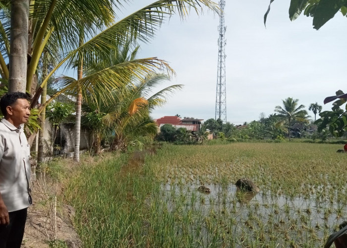 Ngeri!! 2 Hektare Padi  MT II Petani Lebong Berumur 2 Bulan Dilalap Hama Tikus 