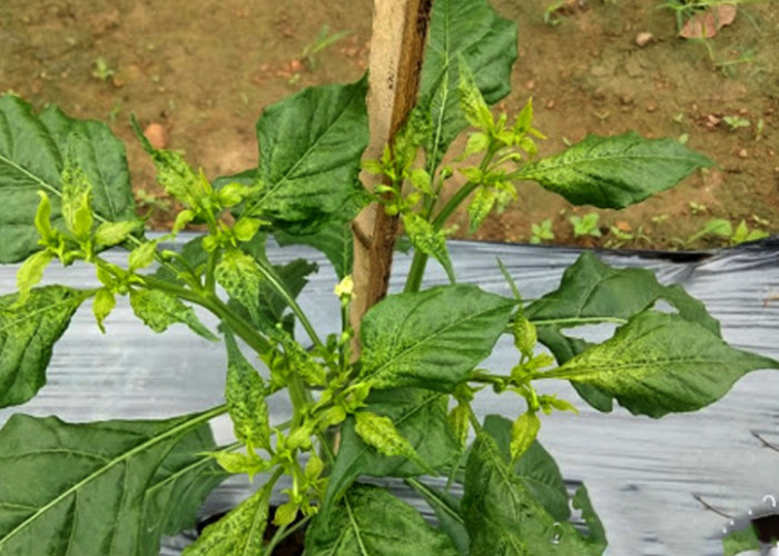 Cara Mengatasi Daun Tanaman Cabai Rawit yang Keriting