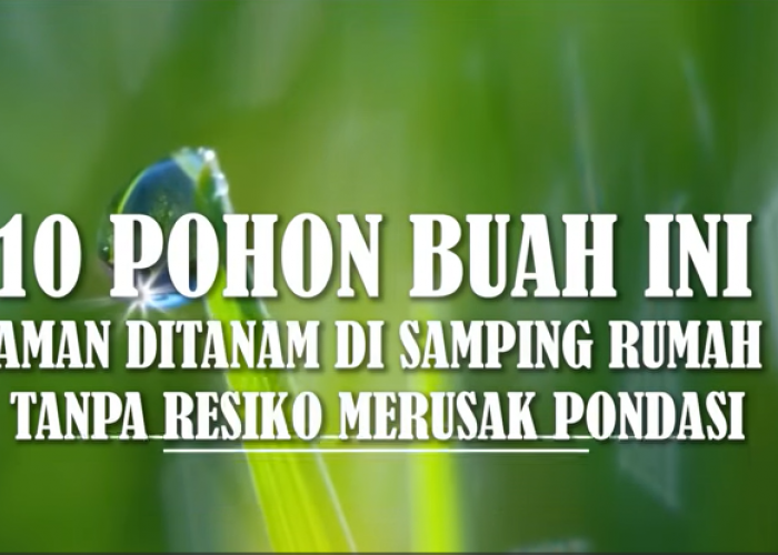 Menanam Pohon Buah di Samping Rumah? Ini Jenis yang Aman dan Tidak Merusak Pondasi