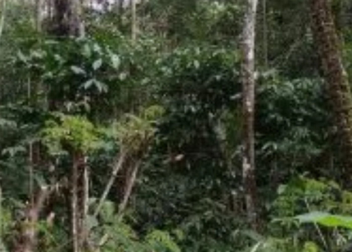 Penyebab Kopi Gagal Berbunga dan Cara Mengatasinya
