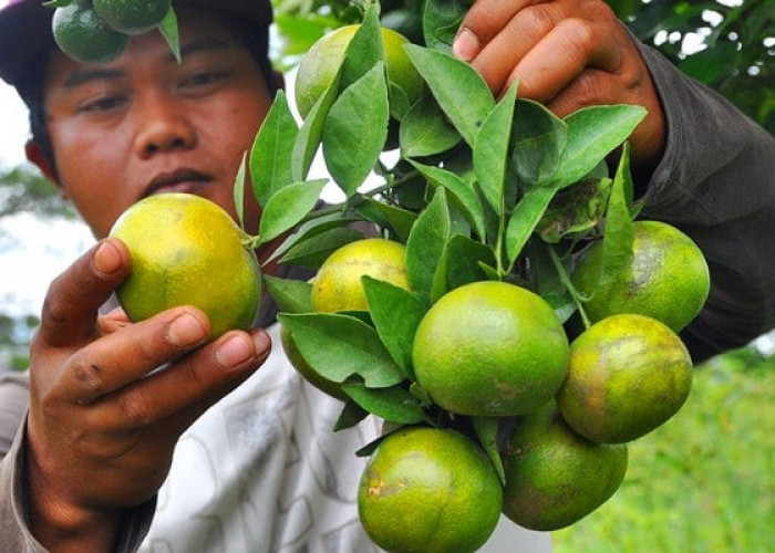  Jangan Anda Konsumsi 5 Buah Ini Saat Perut Kosong