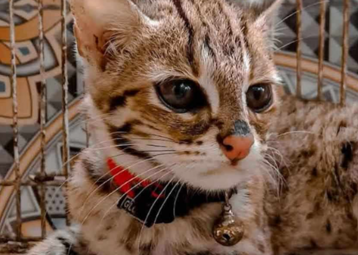 Mengenal Lebih Dalam Kucing Blacan: Si Macan Tutul Mini Kebanggaan Indonesia