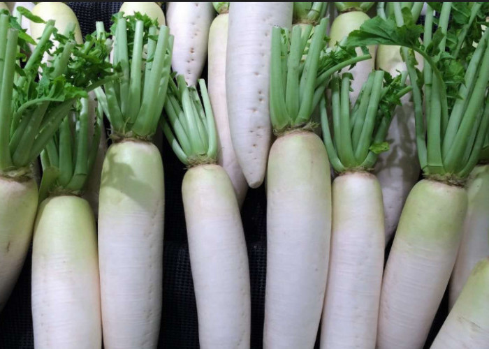 Khasiat Lobak Putih, Ampuh Obati Penyakit Asma