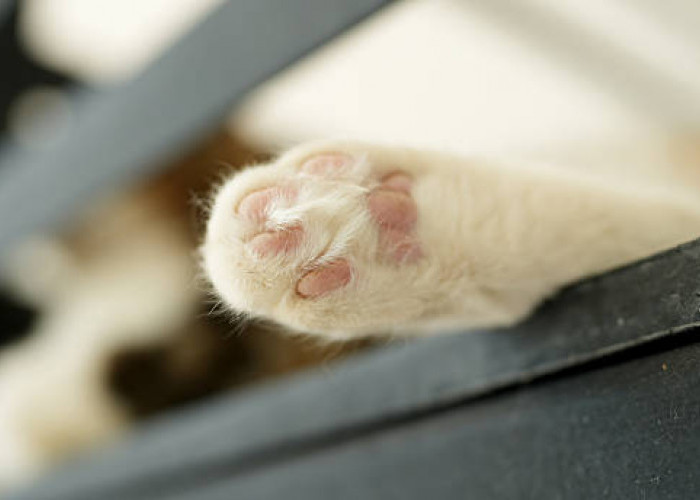 Rahasia Keberuntungan: Mengenal Ciri-Ciri Kucing Pembawa Rezeki Menurut Mitos dan Primbon