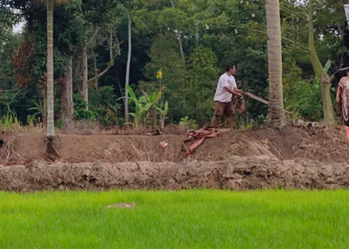 Sambut MT1 Juli 2026, Petani Lebong Tengah Diminta Segera Bersihkan Lahan Sawah
