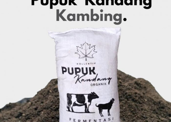 Cara Fermentasi Kotoran Kambing Yang Bau Bisa Jadi Pupuk Subur