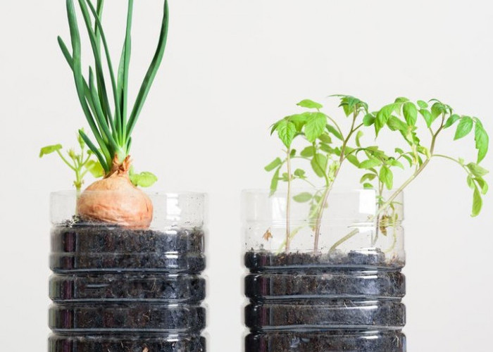 Catat, Ini Tanaman yang Cocok Ditanaman Dalam Botol Bekas 