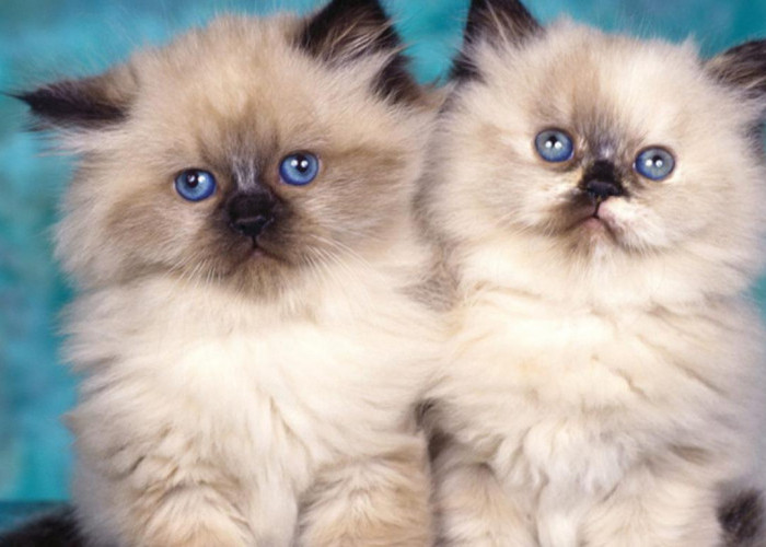 Ragam Jenis Kucing Persia, Menemukan Kecantikan dalam Setiap Perbedaan