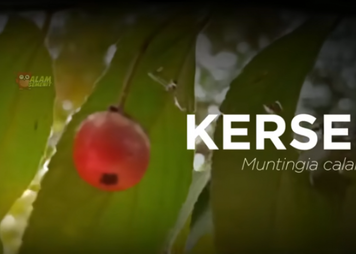 Kersen: Tumbuhan Perintis dengan Manfaat Ekologis dan Khasiat Tradisional