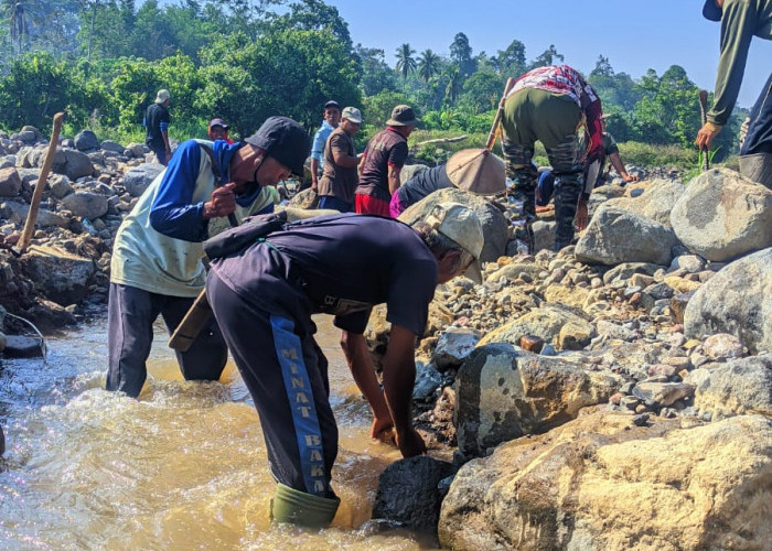 Modal Cangkul dan Linggis, Petani Bingin Kuning Swadaya Selamatkan Sawah dari Kekeringan