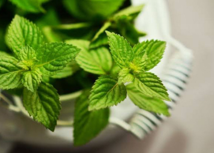 Khasiat Daun Mint untuk Bayi yang Perlu Kamu Ketahui