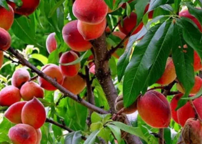 5 Khasiat Jus Buah Persik, Penyakit Ini Bakalan Tidak Berkutik