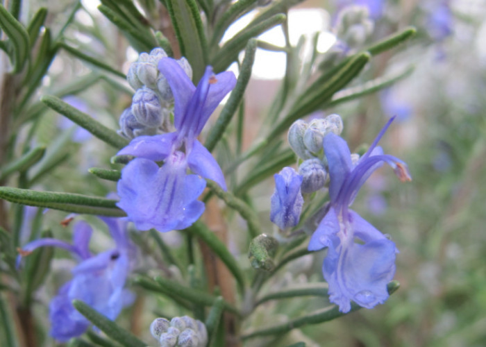 3 Tanaman Pengusir Tikus Untuk Dirumah 