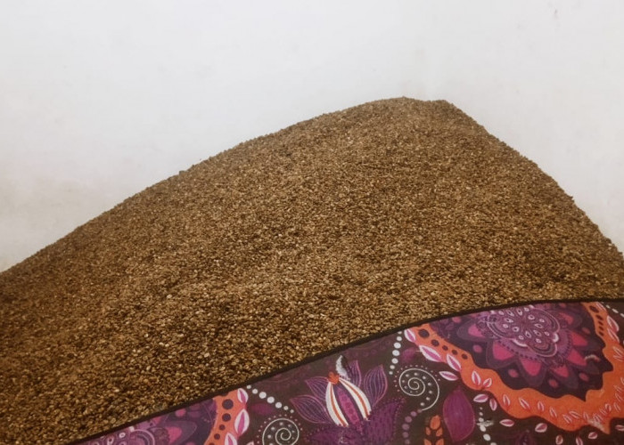 Update Harga Kopi di Lebong, Anjlok Jadi Rp54 Ribu per Kilogram