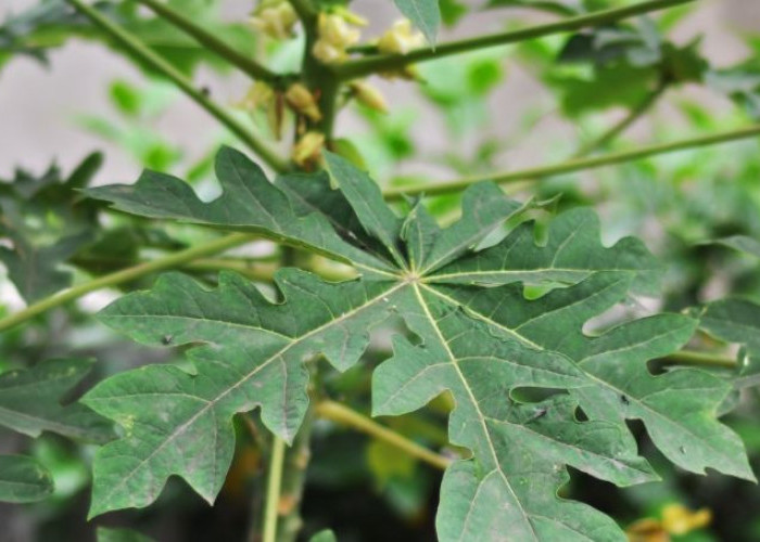 Apakah Konsumsi Sayur Daun Pepaya Sebabkan Darah Tinggi