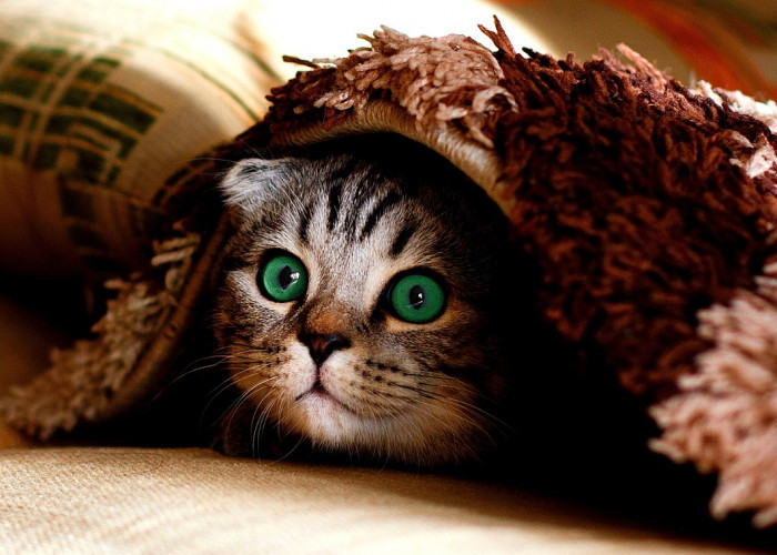 Bisakah Kucing Memanjat Pohon? 10 Fakta Tersembunyi yang Mungkin Belum Anda Tahu!