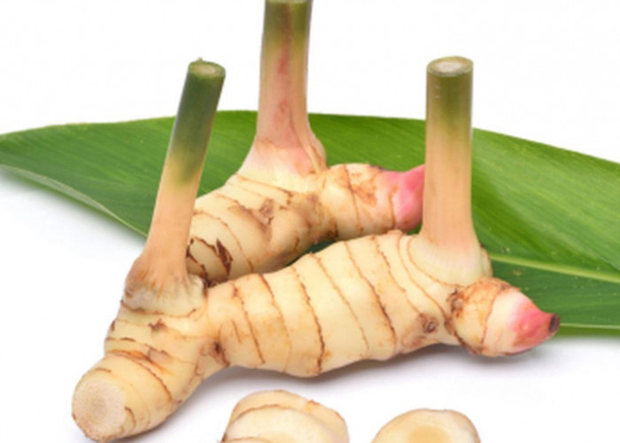 Cara Menanam Lengkuas Dalam Pot agar Rimpang Besar 