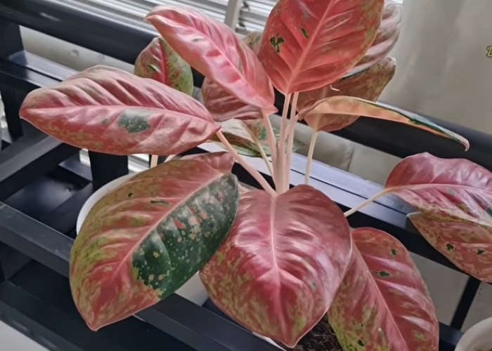 20 Tanaman Hias Indoor untuk Rumah Minimalis & Mungil, Bikin Hunian Lebih Estetik dan Segar