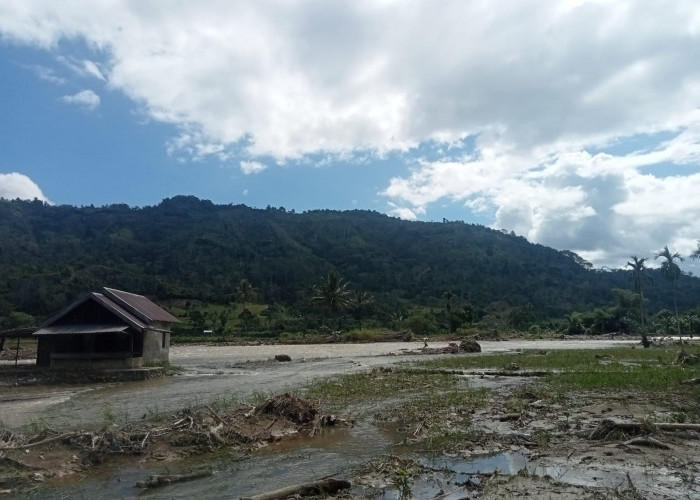 Puluhan Hektar Sawah di Lebong Hilang akibat Banjir Bandang, Pemerintah Diminta Bertindak Cepat
