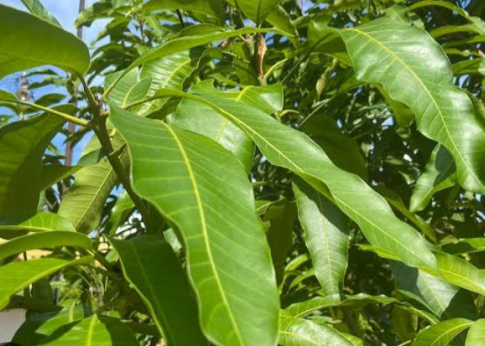  Manfaat Daun Mangga, Ampuh Obati Penyakit Diabetes