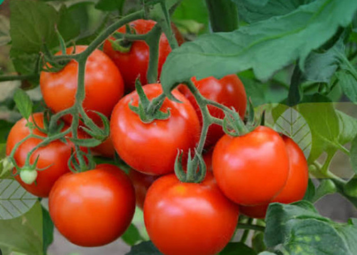 4 Makanan Tinggi Kandungan Vitamin A yang Baik untuk Tubuh