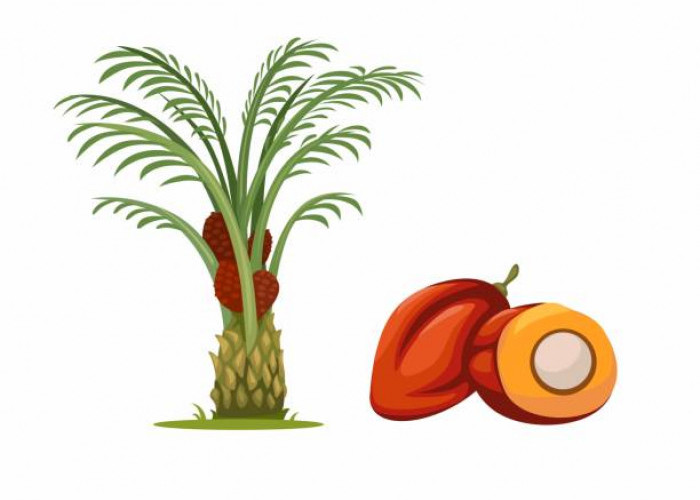  Strategi Pemupukan Kelapa Sawit Mandiri agar Panen Melimpah