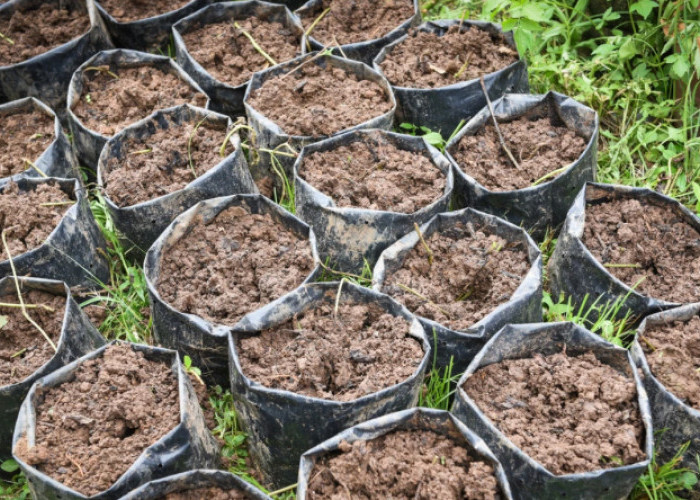3 Jenis Tanah yang Cocok Untuk Tanaman Cabe, Hasilkan Buah Lebat