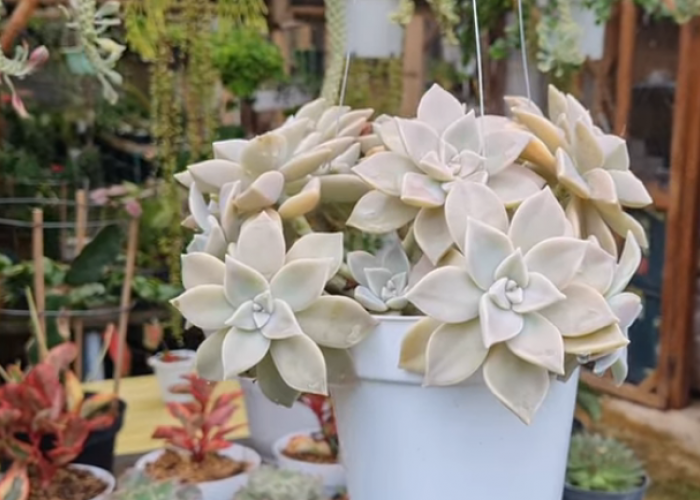 Jenis Tanaman Hias Penghasil Oksigen dalam Rumah