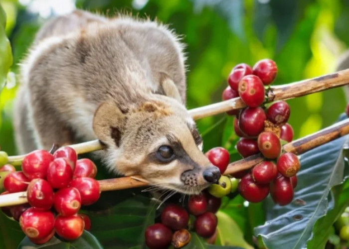 3 Manfaat Kopi Luwak, Baik untuk Menjaga Kesehatan Kulit