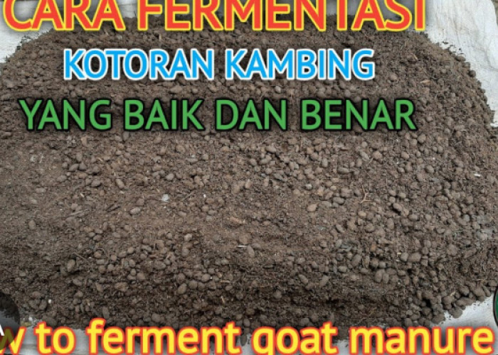 Cara Fermentasi Kotoran Kambing untuk Pupuk Organik