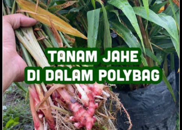 Rahasia Jahe Merah Subur Di Polybag, Auto Panen Besar