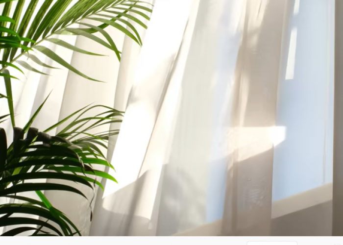 Tanaman Hias yang Tidak Boleh Terkena Sinar Matahari Langsung