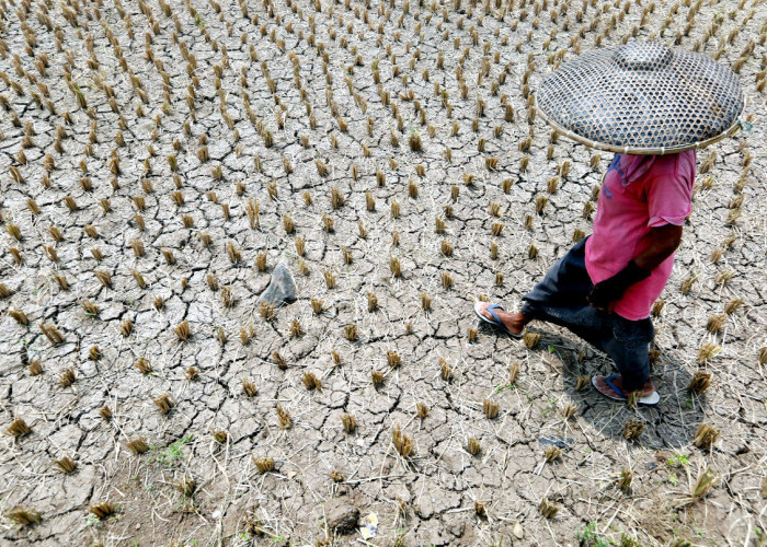 DPR Minta Pemerintah Gerak Cepat Tangani Ancaman El Nino 2026