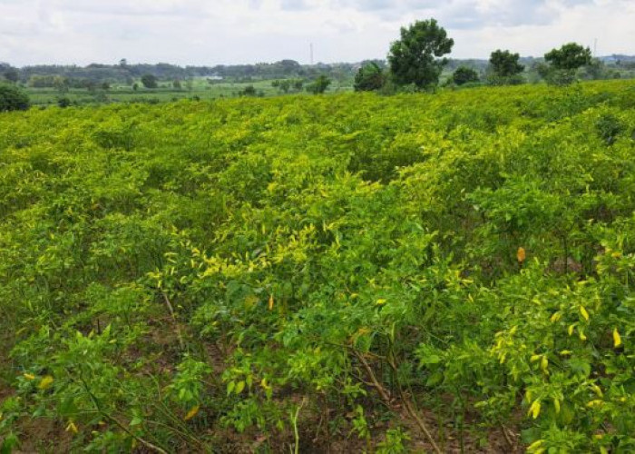Jangan Dibuang! Daun Cabai Ternyata Bisa Jadi Obat Herbal Kaya Manfaat, Begini Caranya
