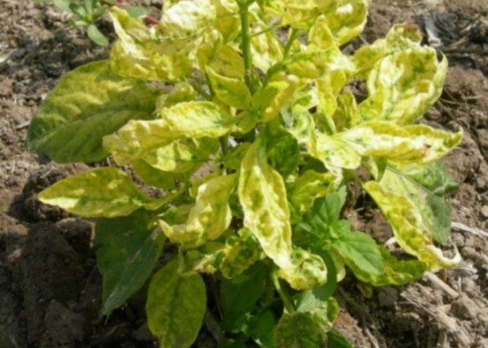 Cara Mencegah Serangan Virus Kuning pada Cabai Rawit 