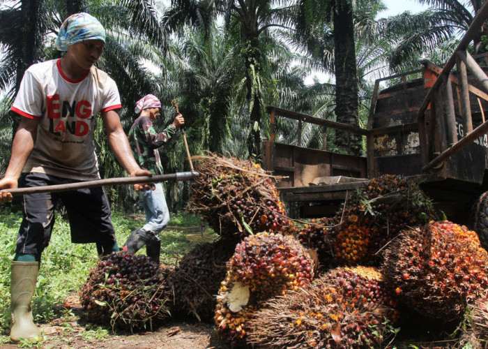 Kebijakan Ekspor Satu Pintu DSI Bikin Harga TBS Sawit Anjlok, Petani Sumut Resah