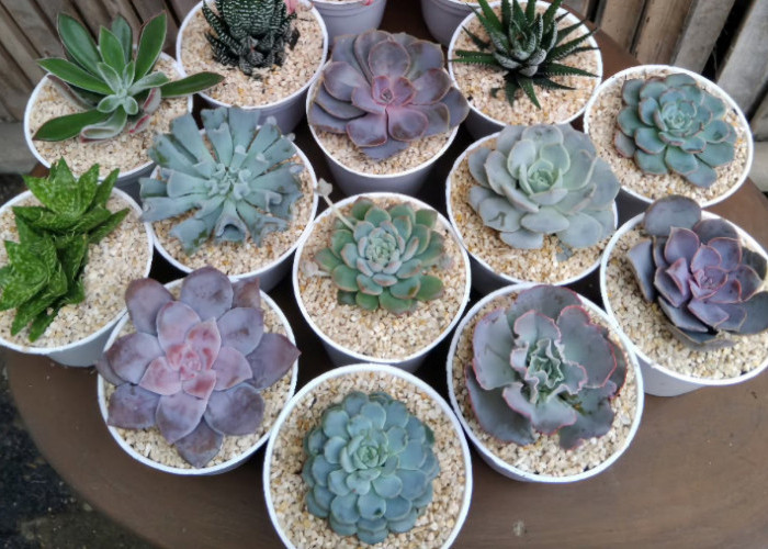 5 Tanaman Hias Outdoor yang Mudah Dirawat dan Tahan Panas